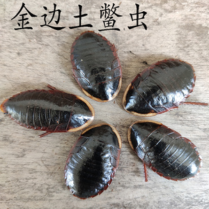 金边土鳖虫广西天然中药材地乌龟金边土别地必250g地鳖金边土元粉