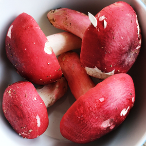 野生红菇食用农产品红蘑菇干货广西美味红椎菌云南红菌福建红香菇