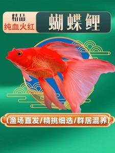 台湾彩色蝴蝶鲤红色球体短身大鳍大尾观赏鱼鱼苗活体直销冷水锦鲤