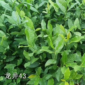 龙井43茶苗中茶108乌牛早绿茶品种南北方种植品种齐全苗圃直供