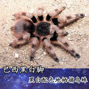 巴西黑白脚巴西白间红尾卡恩卡拉巴西巨人金直间海格力斯巨人巴布