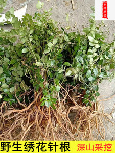 福建纯野生青草药膳天然中草药材绣花针虎刺500g包邮