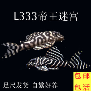 L333帝王迷宫异型南美稀有异形鱼底栖鱼工具鱼不吃鱼虾可混养
