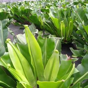 新鲜台湾山苏鸟巢蕨西餐菜500g野菜私房菜酒店饭店食材现摘现发