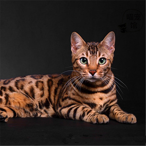 纯种孟加拉豹猫咪幼崽宠物猫活体幼猫家养小体型黄金豹猫血统纯正