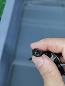 纹面长颈龟长脖子龟乌龟活泼可爱健康好玩好养喜爱互动性强可挑选