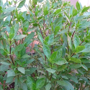 九层塔食用香料配料