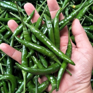 红小米辣椒新鲜现发汝城带甜青色(整小米椒直达剁椒特辣起亏本5斤