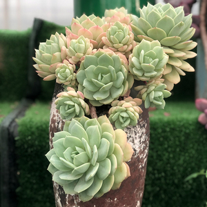 恋曲 韩国恋曲多肉植物大群生老桩香草杂控养萌肉肉 阳台楼顶盆栽