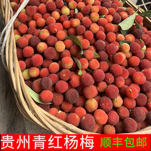 贵州野生青红杨梅新鲜泡酒鲜果当季水果现摘现发孕妇食用酸水果
