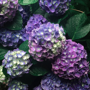 蓝色妈妈地球史欧尼罗斯含羞叶杏仁球头花绣球花盆栽地栽重瓣新品