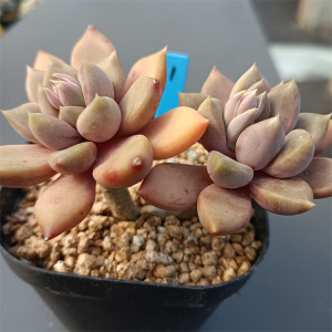 黄金象牙老桩控养红象牙多肉绿植盆栽组合趣味窗台阳台一物一拍满