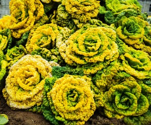 新鲜青菜黄心菜 农产品 安徽当天现挖 放心食用 偏远地区不包邮