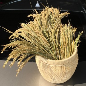 天然麦穗干花花束稻子小麦穗小稻谷拍照道具拍摄背景五谷杂粮装饰