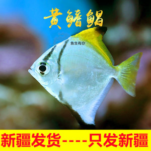 新疆观赏蝙蝠鲳黄鳍鲳七彩埃及燕热带神仙鱼黑带大眼配鱼群游活体