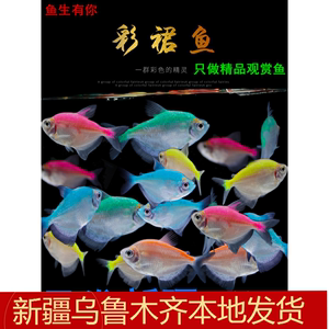 新疆观赏七彩群游灯鱼丽丽蓝黄曼龙接吻热带淡水小型宠物活体包邮