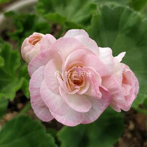 新品直立重瓣天竺葵扦插苗 格蕾丝公主