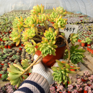 绿手指出品 春萌老桩 精品悬崖 群生多肉植物 一物一拍 24元包邮