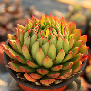 【绿手指出品】 圣诞冬云 多肉植物一物一拍老桩 群生盆栽 精品