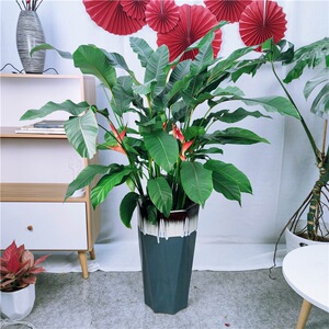 大连同城富贵鸟吉祥鸟大型开花植物室内绿植盆栽开业乔迁送礼好养