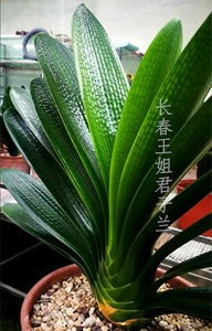 长春君子兰精品油匠短叶立板坑纹麻脸粗筋管钢板凤冠室内绿植花卉