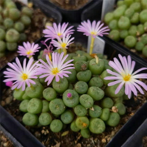 铜壶肉锥一物一拍蜜枣红嘴流水紫花红铜壶番杏科多肉植物花卉盆栽