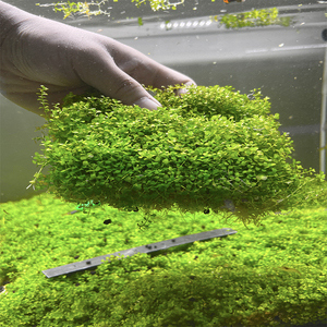 100人付款淘宝自养水下叶系列 罗贝力水草 罗贝利 中后景