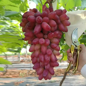 嫁接美人指葡萄树苖特大爬藤盆地栽葡萄苗北南方四季种植果树果苗