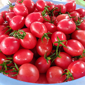 现摘现发 海南千禧果圣女果小番茄西红柿子新鲜蔬菜水果生吃5斤