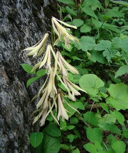 现挖毛慈菇球茎山慈菇种籽冰球子苗适用于庭院盆栽