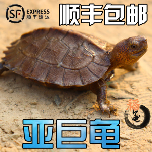 亚洲巨型龟亚巨乌龟苗亚巨种龟素食龟半水龟吃菜龟养龟观赏龟招财