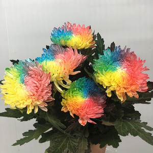 染色七彩牡丹菊 大花朵彩菊 耐养花期长好养家庭插花生日礼物速递