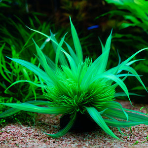 鱼缸造景 仿真水草鱼缸造景美化布景水族箱装饰中前景造景假水草