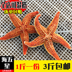海星海鲜鲜活野生水产满籽大个五角星海五星熟冻活的青岛泛滥新鲜