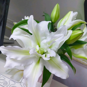 白色重瓣百合鲜花多瓣香水百合花水养云南直发家用多层带花苞发货