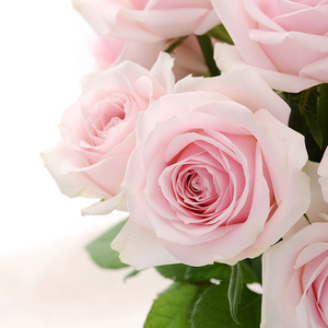 粉雪山玫瑰鲜花云南直发昆明直批基地斗南花市水养花束粉红雪山