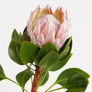 粉帝王花南非进口鲜花云南直发昆明直批斗南花市插花水养花束花卉