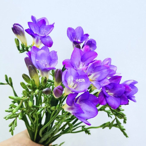 紫色香雪兰鲜花云南基地直发花束家用束水养切花带花苞水培小苍兰