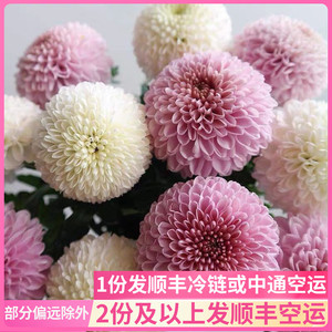兵乓菊鲜切花