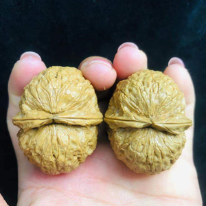 把玩云南野生铁核桃2棱粗经蛤蟆头金蝉文玩铁核桃