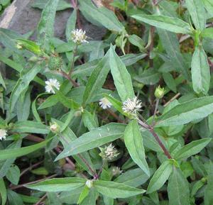 天然墨旱莲 新鲜现采黑墨草 旱墨莲鳢肠草水旱莲中草药500g 包邮
