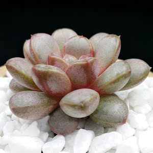 紫葡萄 也叫葡萄 多肉植物 花卉绿植小盆栽盆景肉肉植物