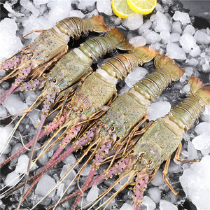 活寄海鲜龙虾青龙虾鲜活花龙虾小青龙仔250g活体虾海鲜水产鲜活