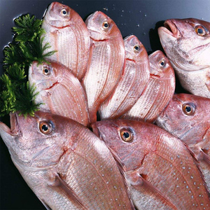 海鱼新鲜加吉鱼深海鱼刺身生鱼片鲜海鲷鱼斑加吉加真鲷铜盆鱼红鲷