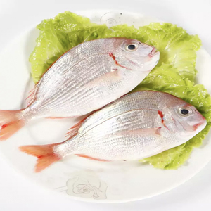 深海捕捞野生新鲜红翅鱼赤宗鱼赤鯮鱼真鲷鱼