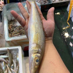 海鲜小海鱼沙丁鱼新鲜捕捞水产沙尖鱼金梭鱼按实称重顺丰冷链辅食