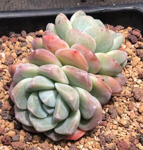 精品控养多肉冰玉单头群生多头老桩乖萌款植物一物一拍所见即所得