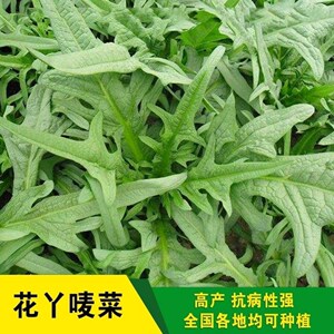 花芽甜麦菜种子南方四季野生苦荬菜种籽高产阳台盆栽农家蔬菜种子