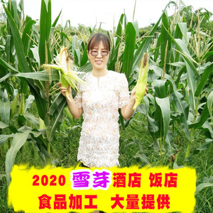 2023新货白糯玉米 珍珠白玉米粒糯玉米头白玉米渣超忻城白玉米碎