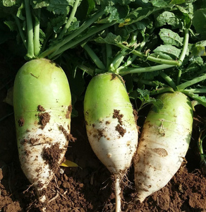 燎原食品旗舰店天猫山东潍坊萝卜4斤 水果型青皮萝卜 潍县特产生吃